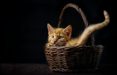 Fototapeta na wymiar Cute ginger kitten in a wicker basket looking curious sideways. Black background with copy space.