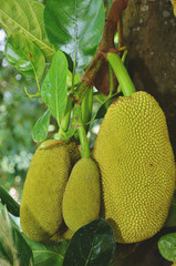 Closeup of jackfruits on tree.