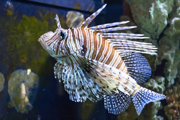 Red lionfish (pterrois volitans) danger fish in aquarium - 245139063
