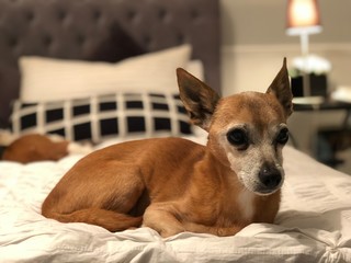 dog lying on the bed