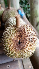 sweet durian fruit