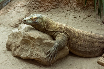 Komodo dragon (varanus komodoensis) resting on rock