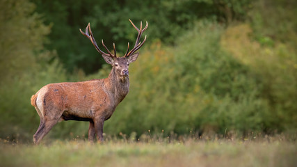 Naklejka na ściany i meble Red deer, cervus elaphus, stag in autumn scenery. Wild animal in wilderness. Male mammal in nature,