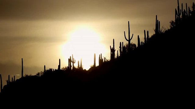 Sunset view of Saguaro National Park in Arizona, United States of America. Iconic American landscape with cactus, trees, plants, flora and natural beauty at sundown, dusk, twilight. Sky and sun