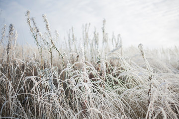 Fototapeta premium Winter