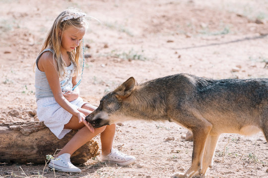 Little girl giving food to the wolf