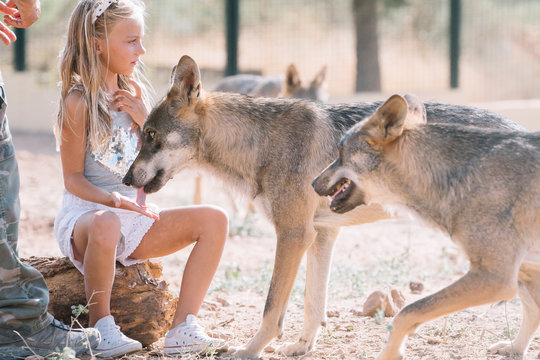 Little girl giving food to the wolf