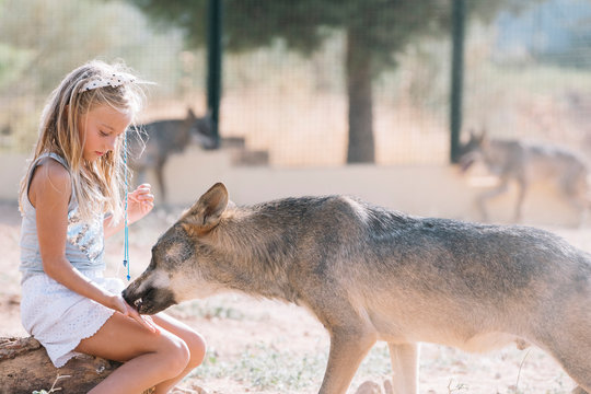 Little girl giving food to the wolf