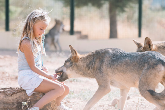 Little girl giving food to the wolf