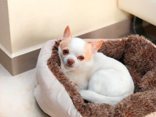 Dog sleeping in dog bed