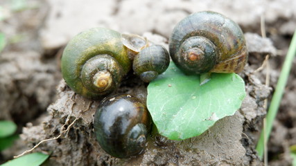 snails who are looking for food in the fields