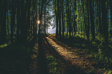 Rays of sunlight on footpath