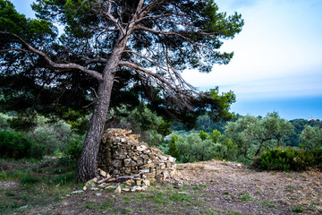 Fototapeta na wymiar Tree on the Hill in Italy