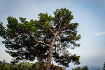 Tree growing in Sky