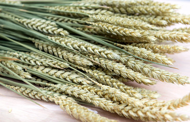bunch of spikelets of green wheat lies