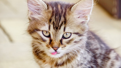 Little brown cat is looking for the milk and want to get the food from the people                                