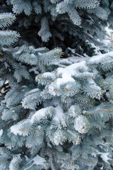 blue spruce in the snow close-up vertically
