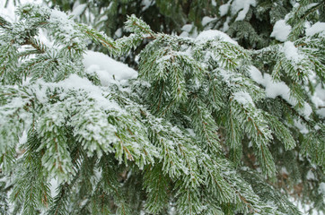 branches ate close-up in winter