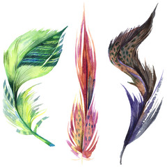 Colorful bird feather from wing isolated. Watercolor background illustration set. Isolated feather illustration element.