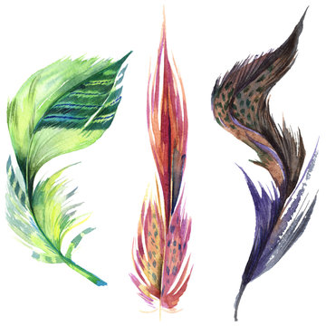 Colorful bird feather from wing isolated. Watercolor background illustration set. Isolated feather illustration element.