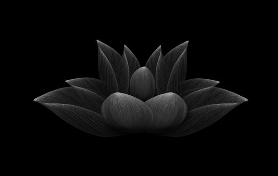 lotus isolated on black background.