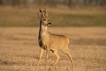 Roe deer, capreolus capreolus, buck in winter coating with antlers in velvet. Wild animal at sunset with warm soft light.