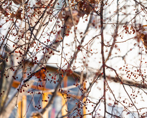 Bullfinch on a tree branch in winter