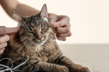 cat give listen to the music in headphones and she enjoys.