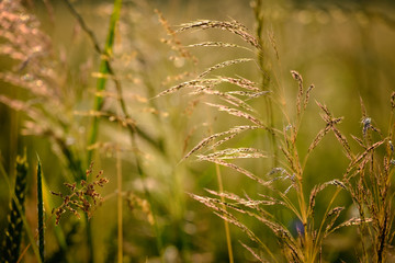 Closeup image of field plants in a beautiful nature near Maisach