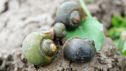 snails who are looking for food in the fields