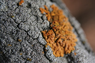 particolari