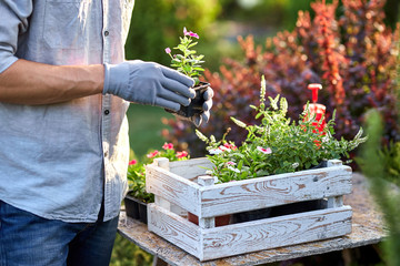 Guy gardener in garden gloves puts the pots with seedlings in the white wooden box on the table in...