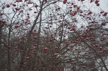 bunches of Rowan in the winter forest