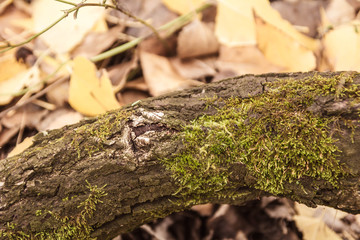 moss on the bark