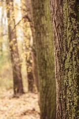 Obraz premium autumn in the forest