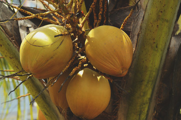 Coconuts on its tree.