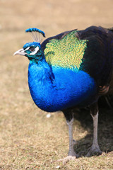 Obraz premium Beautiful peacock