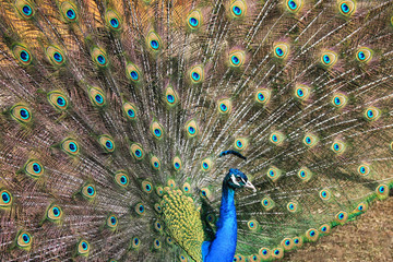 Obraz premium Beautiful peacock