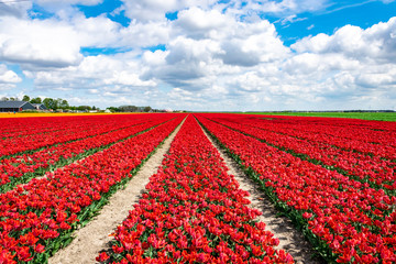 Plantation of red tulips in Holland. Tulip fields in province Flevoland.