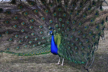 Beautiful feather bird peacock