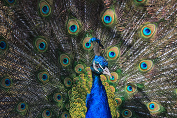 Obraz premium Portrait of a beautiful peacock bird