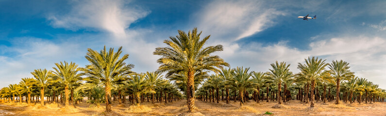 Panoramic image with plantation of date palms, image depicts an advanced desert agriculture in the...