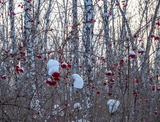 Bright red rowan in the winter snowy forest in Russia