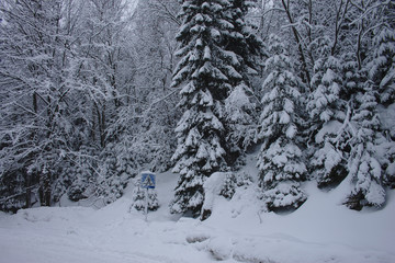 Snowy forest