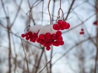 Bright red rowan in the winter snowy forest in Russia