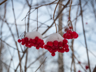 Bright red rowan in the winter snowy forest in Russia