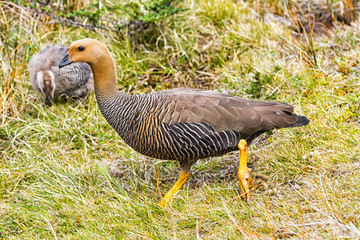 Female pland Goose or Magellan Goose (Chloephaga picta). Tierra del Fuego National Park, Argentina