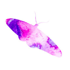 vector, isolated, watercolor butterfly