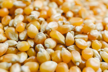 Dry corn kernels to make popcorn