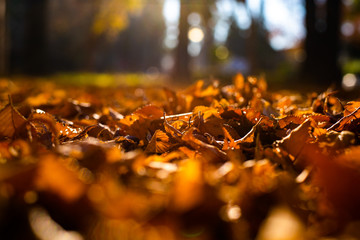 Dry tree leaves on in soil, old, autumn concept and warmth.